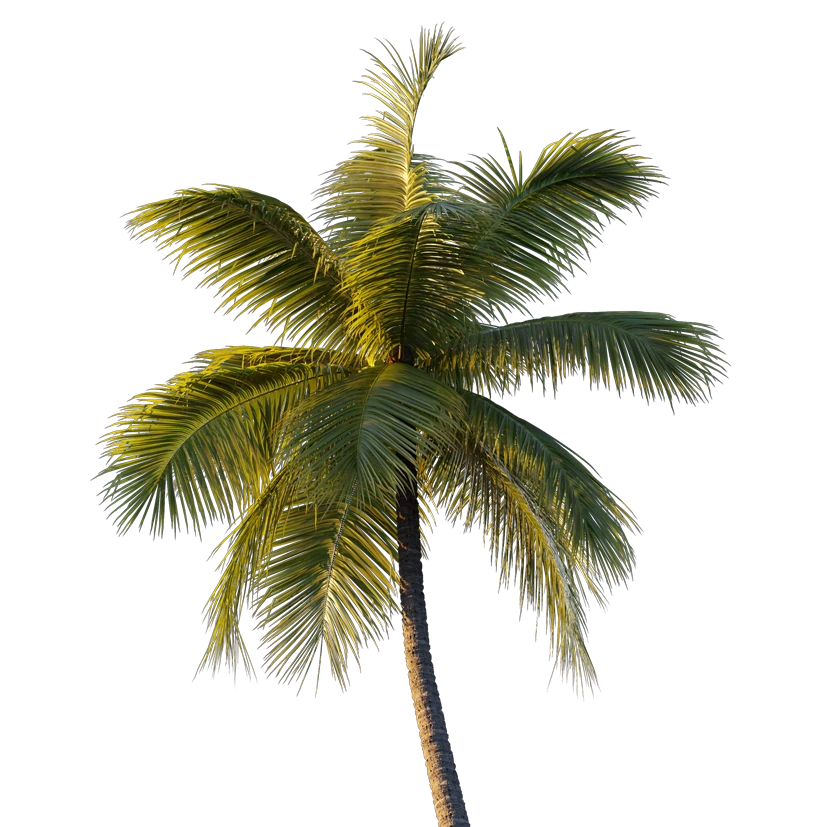 palm 2