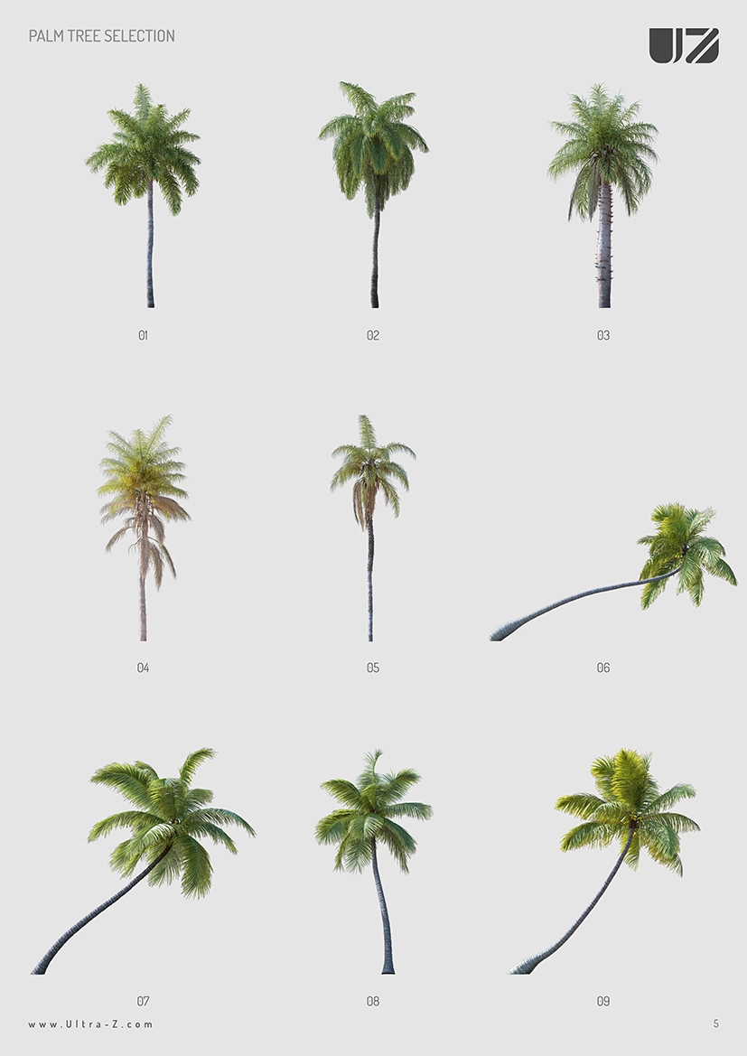 PALM TREES SET 3