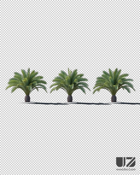 PALM TREE - Daylight