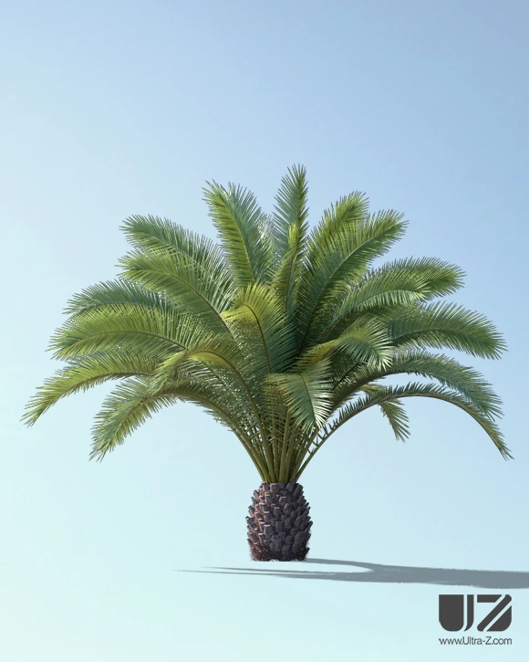 PALM TREE - Daylight