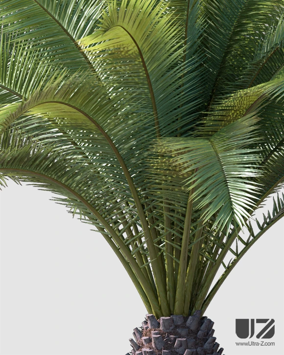 PALM TREE - Daylight