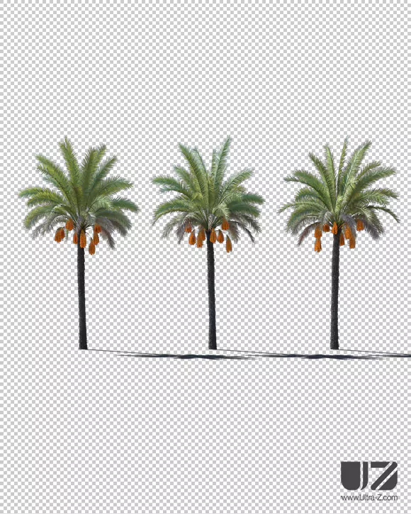 PALM TREE - Daylight