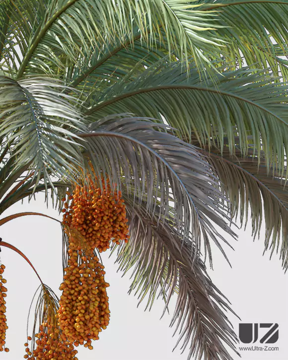 PALM TREE - Daylight