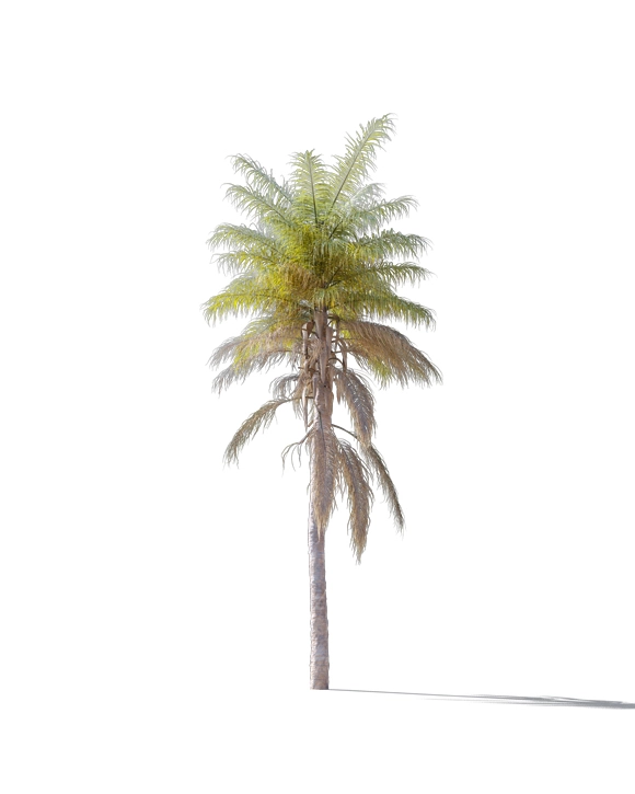 PALM TREE – Daylight