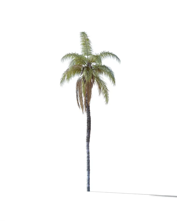 PALM TREE – Daylight