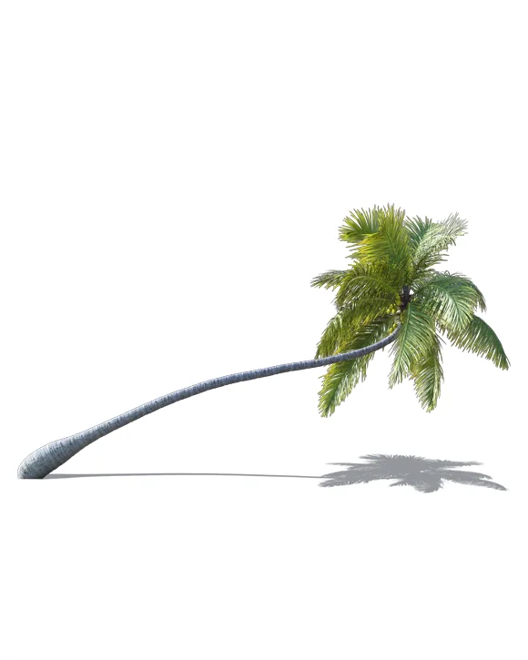 PALM TREE – Daylight