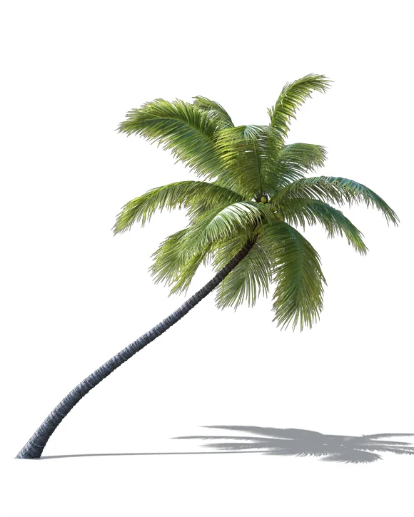 PALM TREE – Daylight