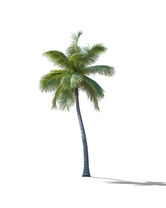PALM TREE – Daylight