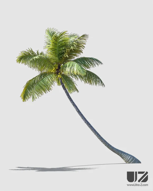 PALM TREE – Daylight