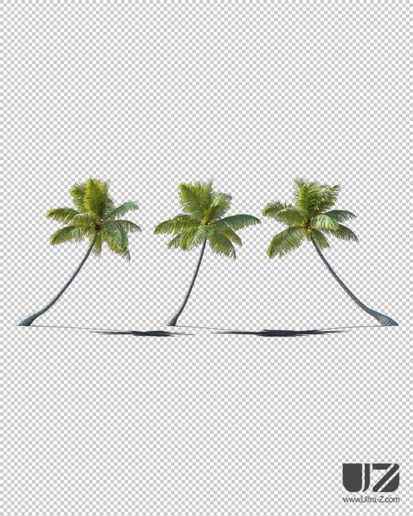 PALM TREE – Daylight