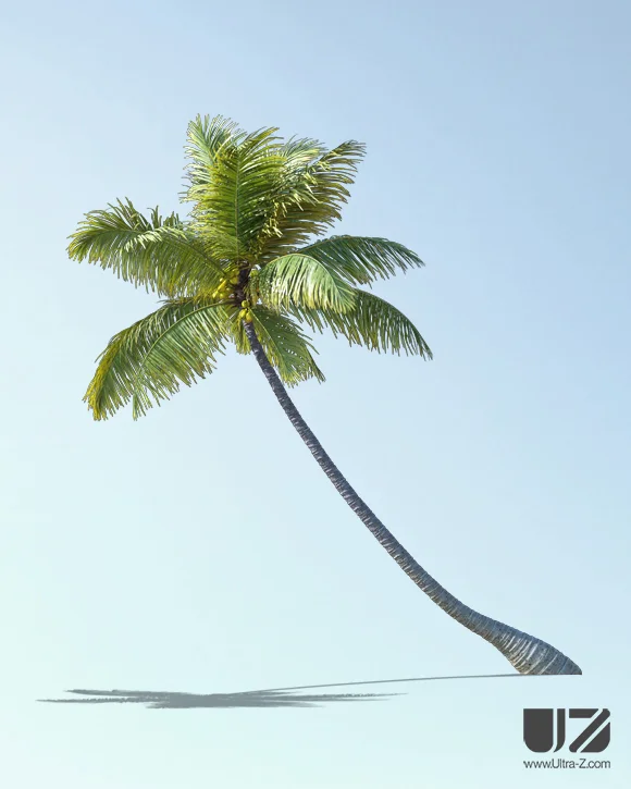 PALM TREE – Daylight