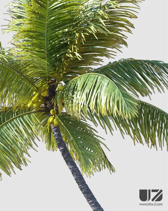 PALM TREE – Daylight