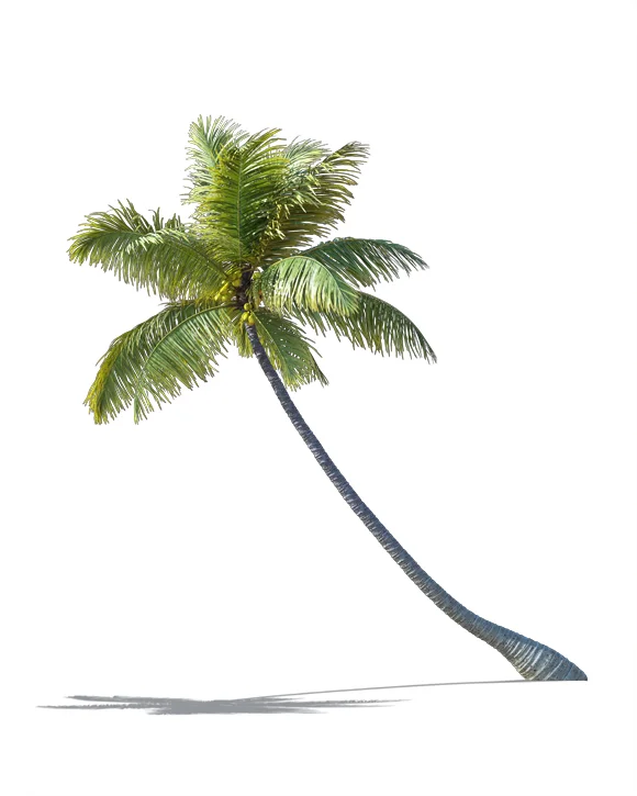 PALM TREE – Daylight