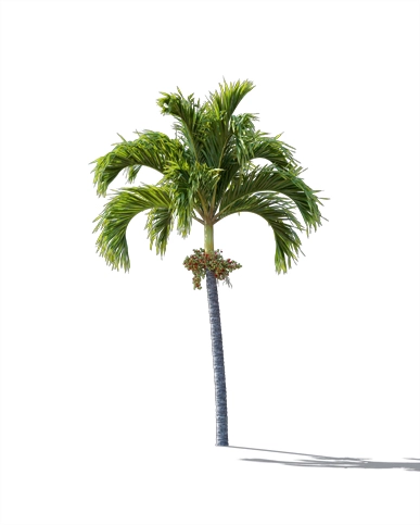 PALM TREE – Daylight