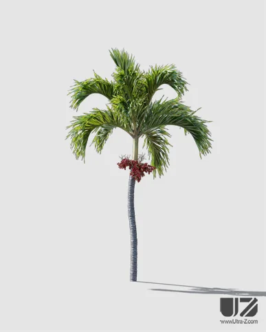 PALM TREE – Daylight