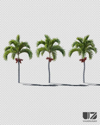 PALM TREE – Daylight