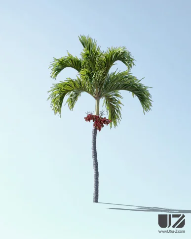 PALM TREE – Daylight