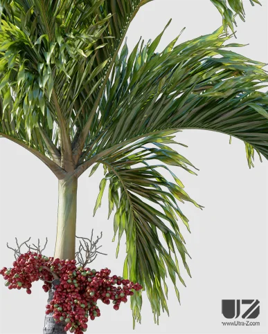 PALM TREE – Daylight