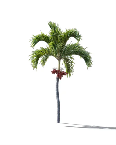 PALM TREE – Daylight