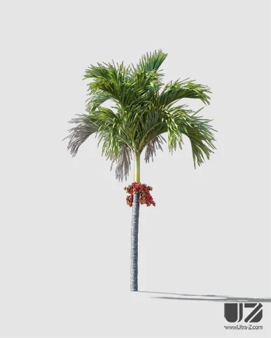 PALM TREE – Daylight