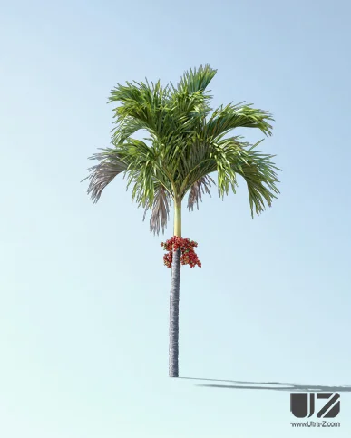 PALM TREE – Daylight