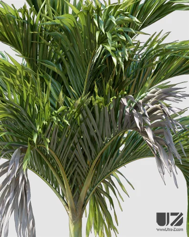 PALM TREE – Daylight