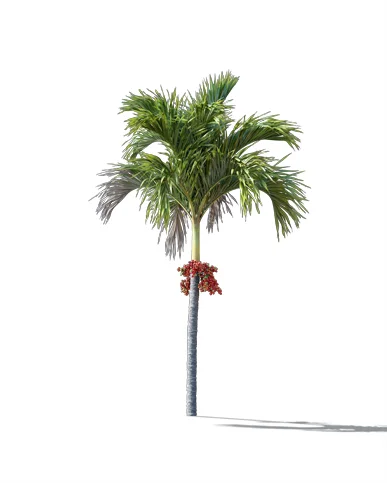 PALM TREE – Daylight