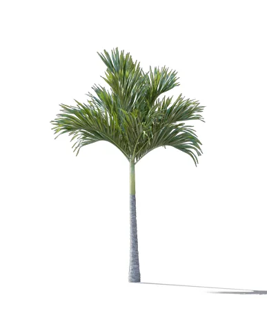 PALM TREE – Daylight