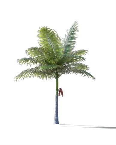 PALM TREE – Daylight