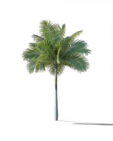 PALM TREE – Daylight