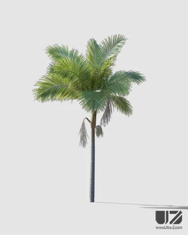 PALM TREE – Daylight