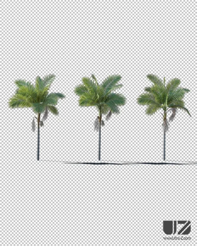 PALM TREE – Daylight