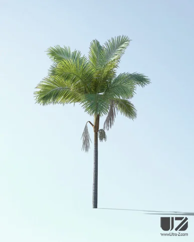 PALM TREE – Daylight