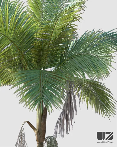 PALM TREE – Daylight