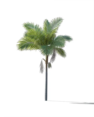 PALM TREE – Daylight