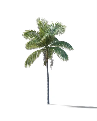 PALM TREE – Daylight