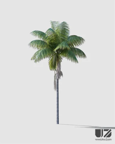 PALM TREE – Daylight