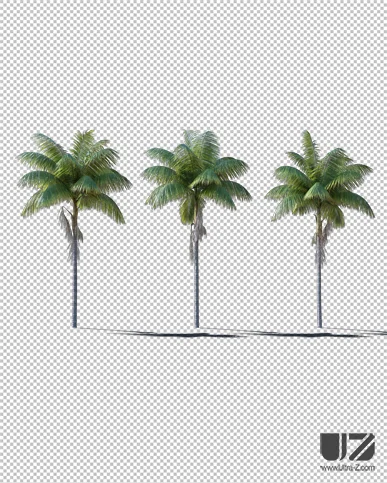PALM TREE – Daylight