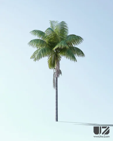 PALM TREE – Daylight