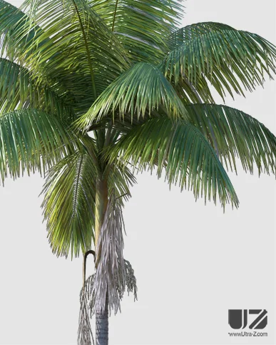 PALM TREE – Daylight