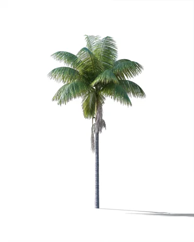 PALM TREE – Daylight