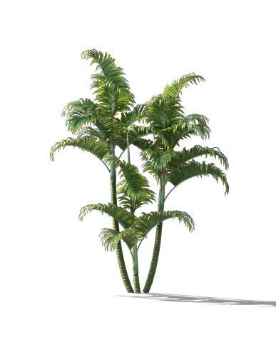 PALM TREE – Daylight