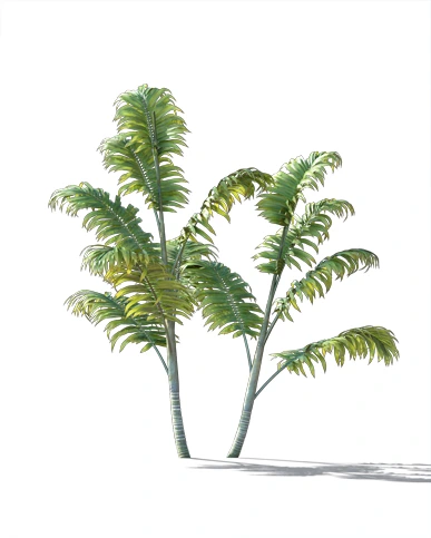 PALM TREE – Daylight