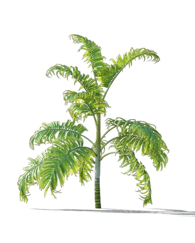 PALM TREE – Daylight