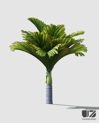 PALM TREE – Daylight