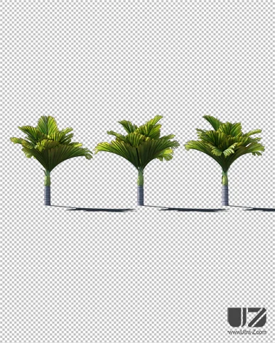 PALM TREE – Daylight