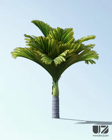 PALM TREE – Daylight