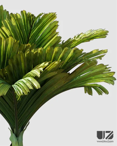 PALM TREE – Daylight