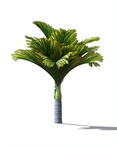 PALM TREE – Daylight