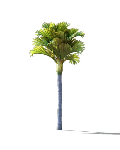 PALM TREE – Daylight